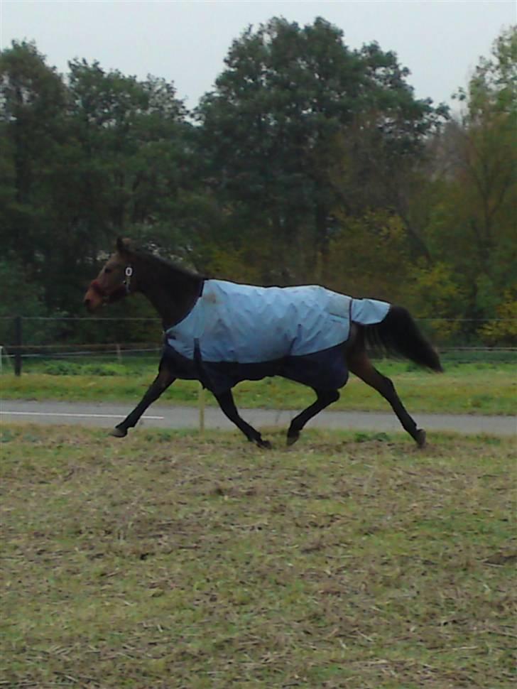 Welsh Partbred (Sec F) Luka billede 8