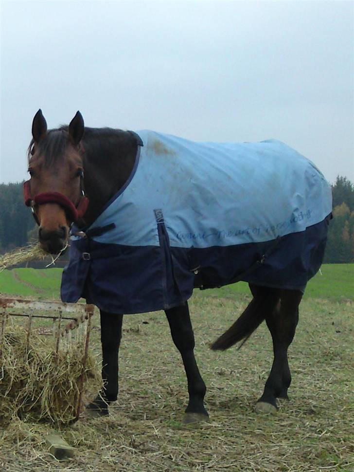 Welsh Partbred (Sec F) Luka billede 9