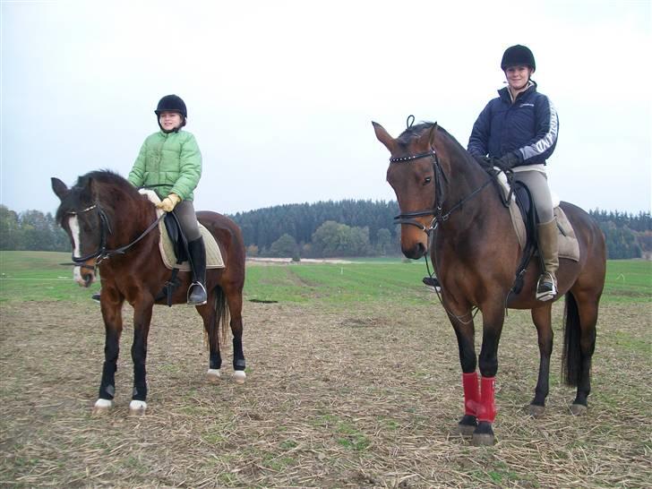 Welsh Partbred (Sec F) Luka billede 10