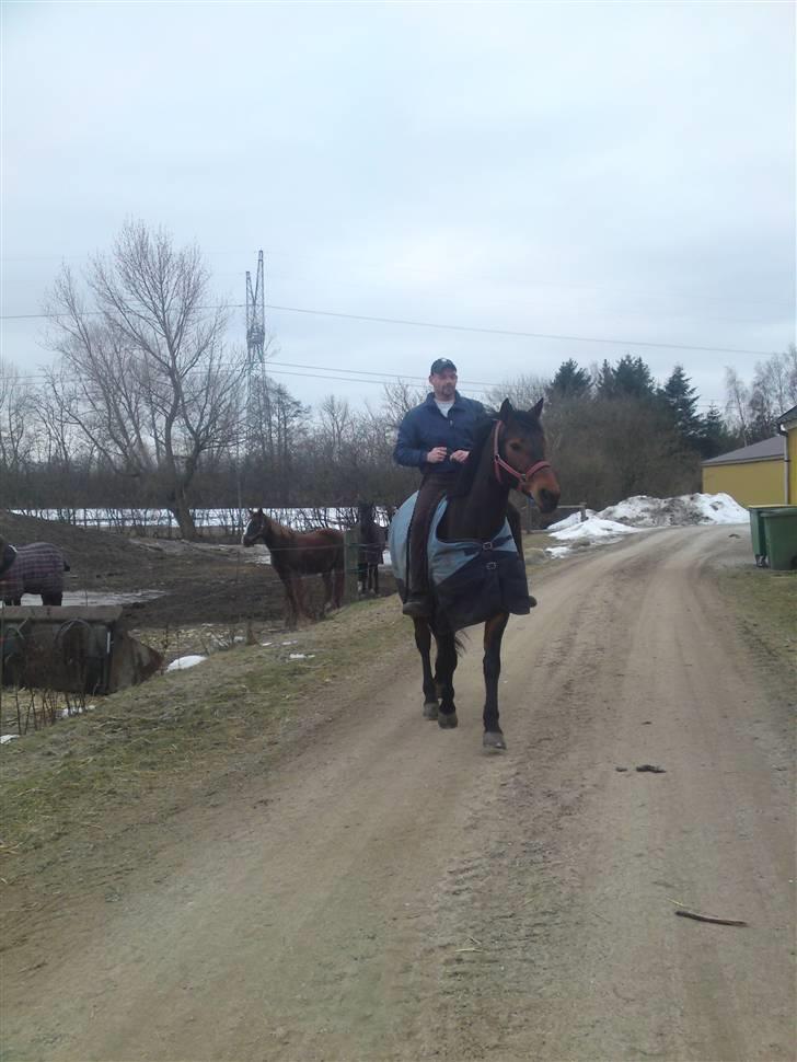 Welsh Partbred (Sec F) Luka billede 11