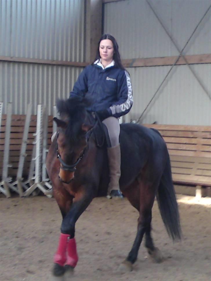 Welsh Partbred (Sec F) Luka billede 12