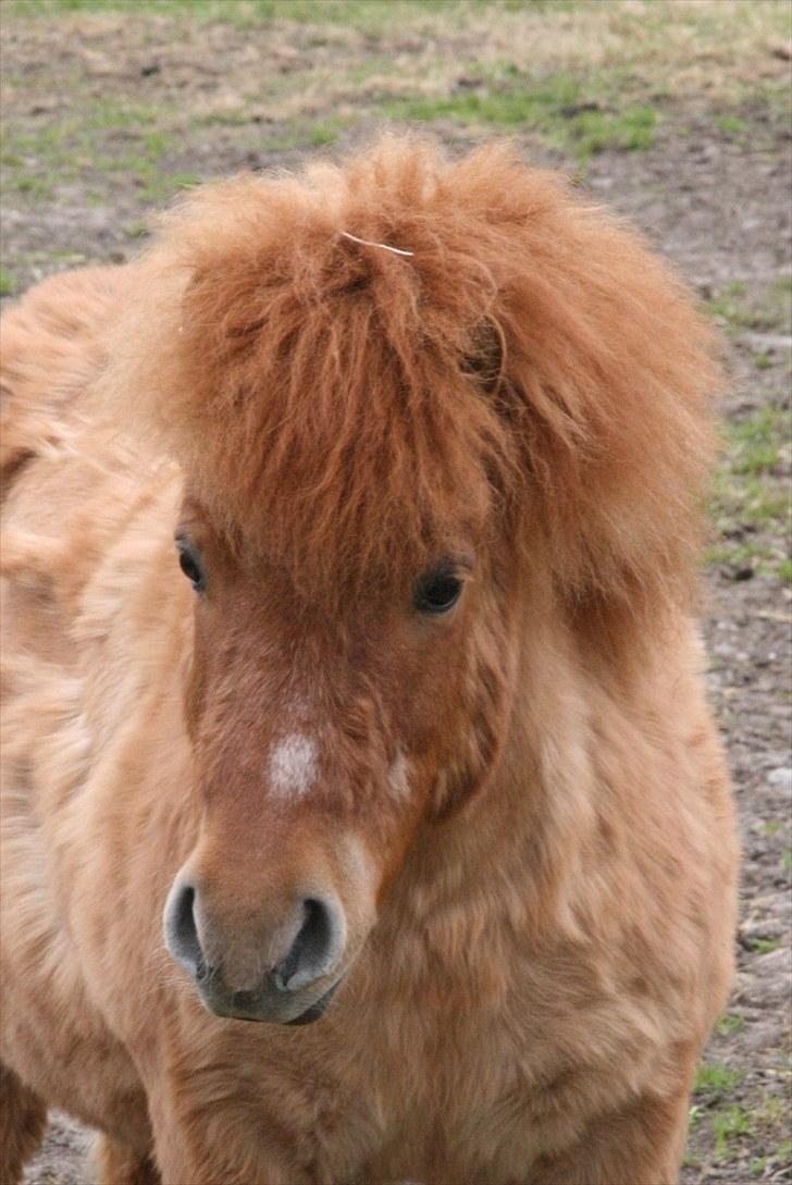 Shetlænder Stensbæk's WEAYN billede 1