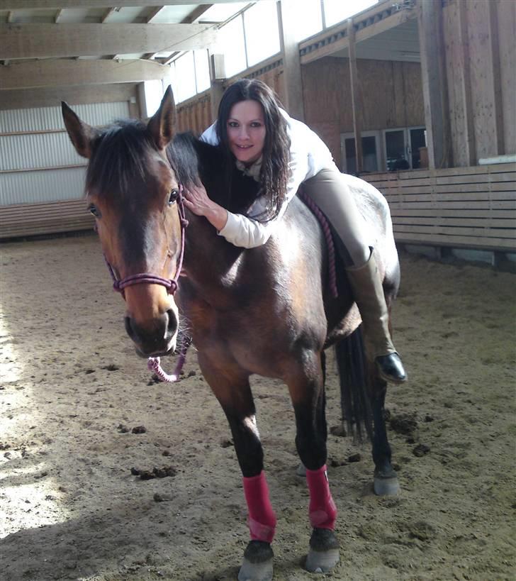 Welsh Partbred (Sec F) Luka billede 13