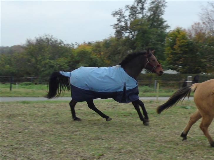 Welsh Partbred (Sec F) Luka billede 14