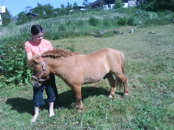 Shetlænder Stensbæk's WEAYN billede 2