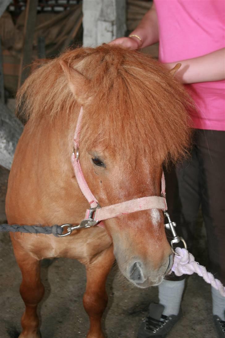 Shetlænder Stensbæk's WEAYN billede 3