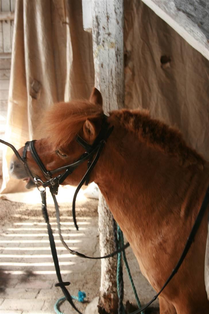 Shetlænder Stensbæk's WEAYN billede 4