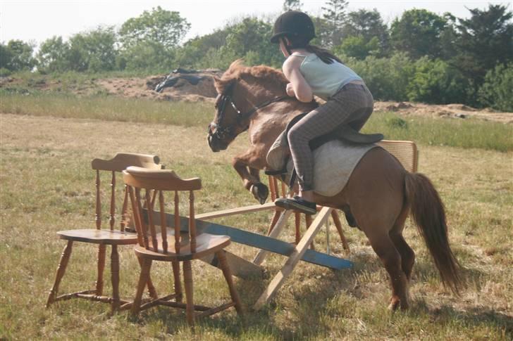 Shetlænder Stensbæk's WEAYN billede 5