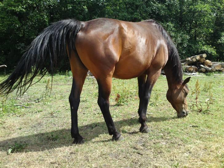 Welsh Partbred (Sec F) Luka billede 15