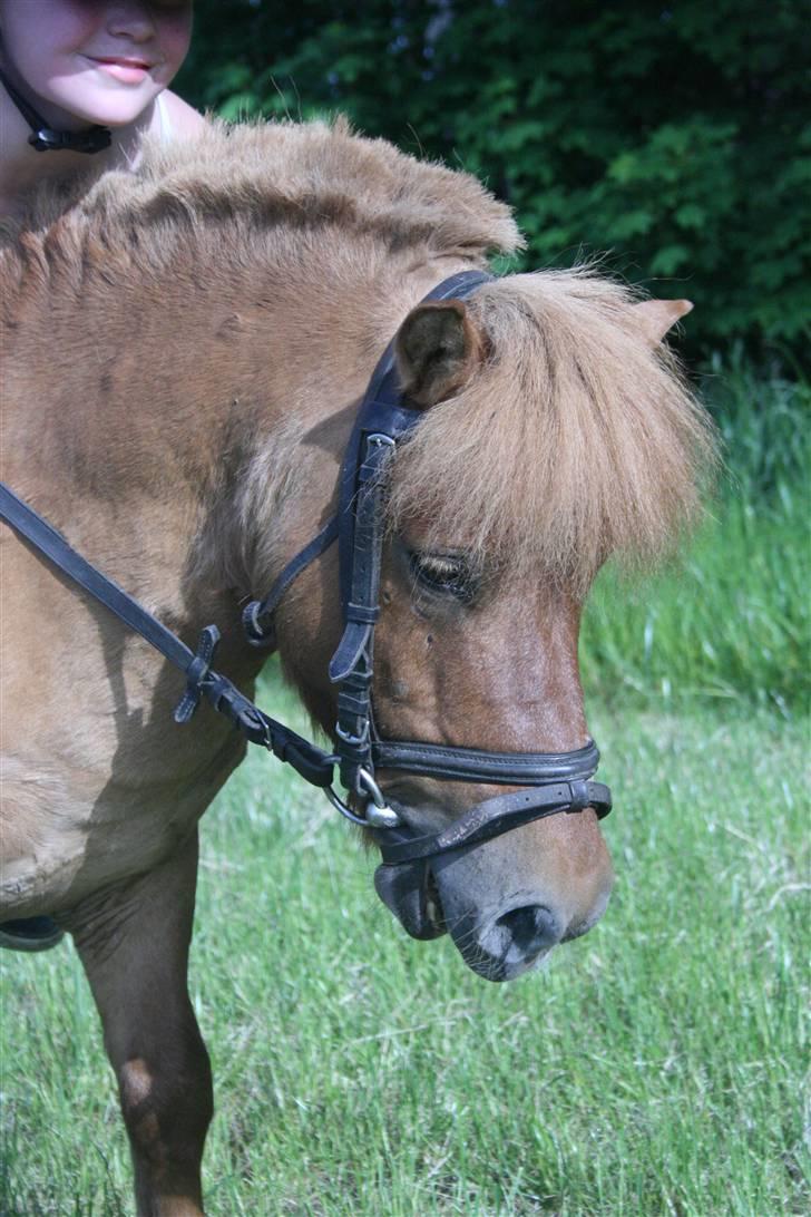 Shetlænder Stensbæk's WEAYN billede 7