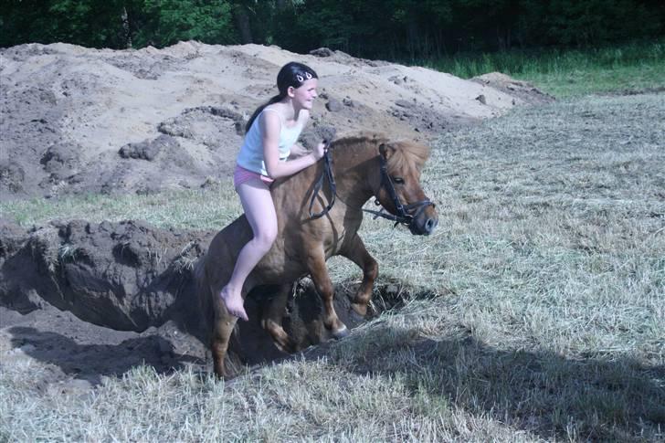 Shetlænder Stensbæk's WEAYN billede 8