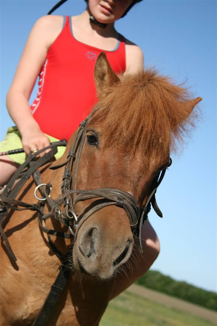 Shetlænder Stensbæk's WEAYN billede 9
