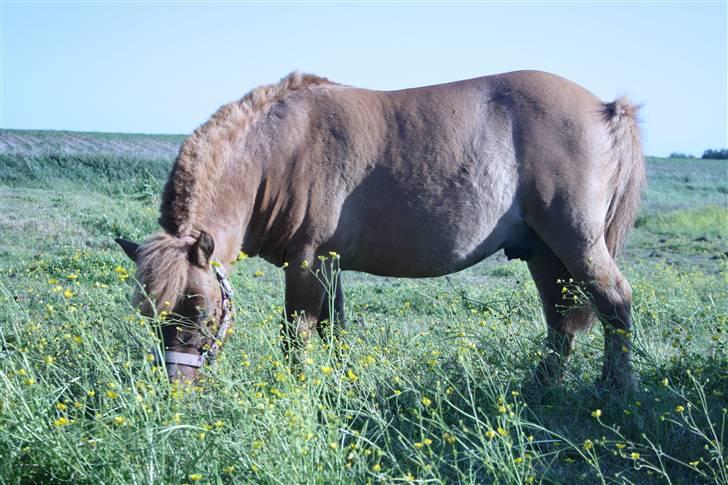 Shetlænder Stensbæk's WEAYN billede 10