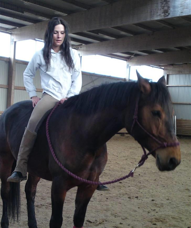 Welsh Partbred (Sec F) Luka billede 16