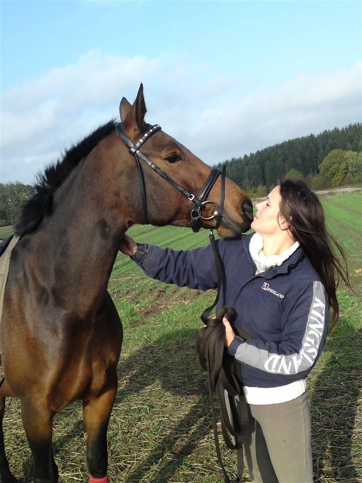 Welsh Partbred (Sec F) Luka billede 17