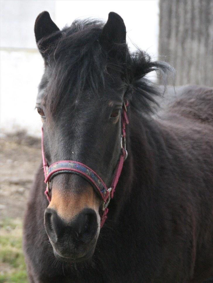 Anden særlig race Stensbæk's TØSEN billede 1
