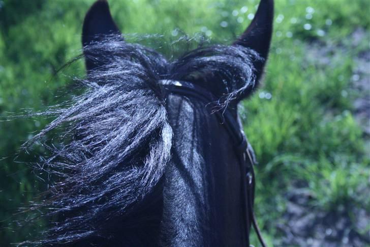 Anden særlig race Stensbæk's TØSEN billede 2
