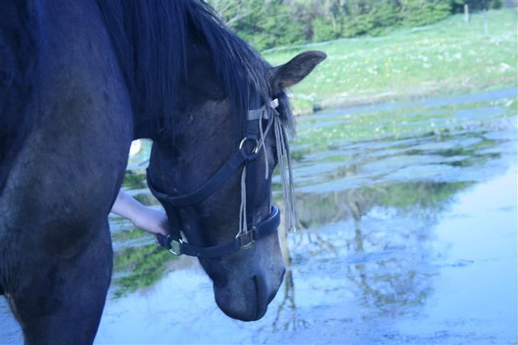 Anden særlig race Stensbæk's TØSEN billede 3