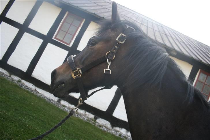 Anden særlig race Stensbæk's TØSEN billede 4