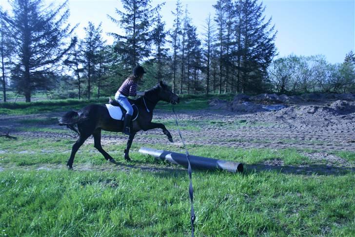 Anden særlig race Stensbæk's TØSEN billede 5