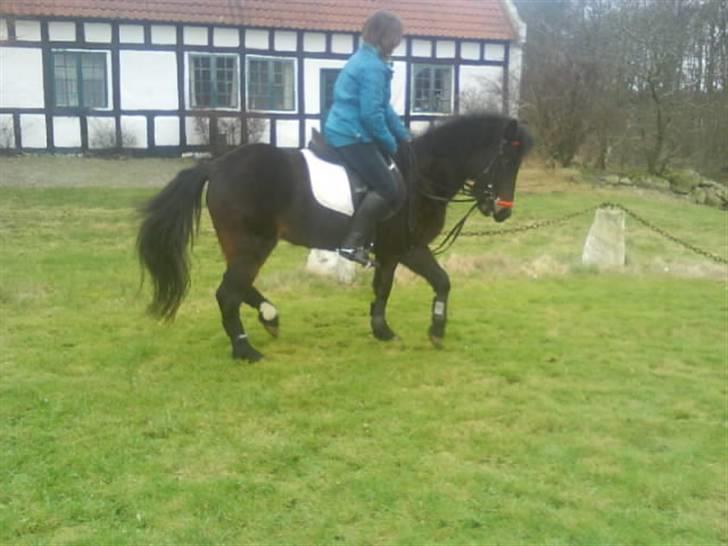 Anden særlig race Stensbæk's TØSEN billede 6