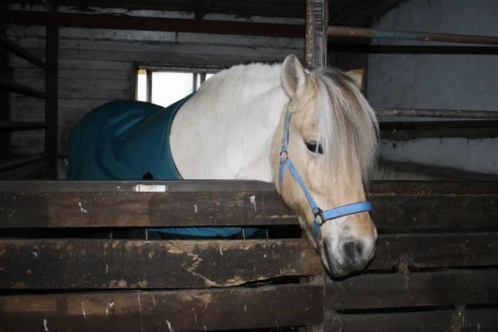 Fjordhest Tothøjlunds Alf - årh hvor er man træt efter en lang ride tur billede 4