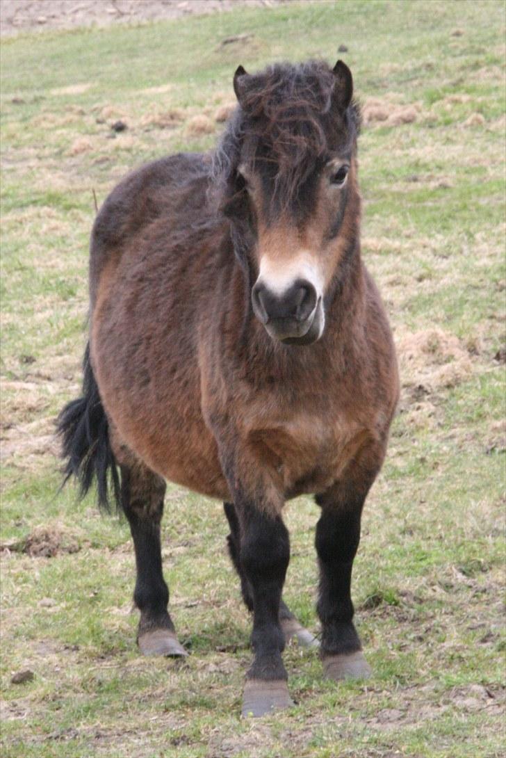 Shetlænder Stensbæk's BELLA billede 1