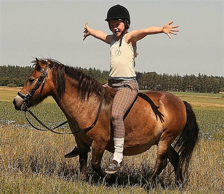 Shetlænder Stensbæk's BELLA billede 2