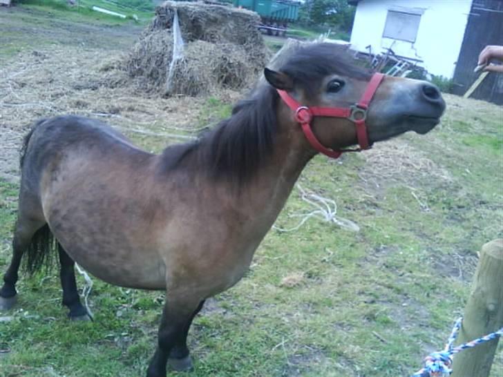 Shetlænder Stensbæk's BELLA billede 4