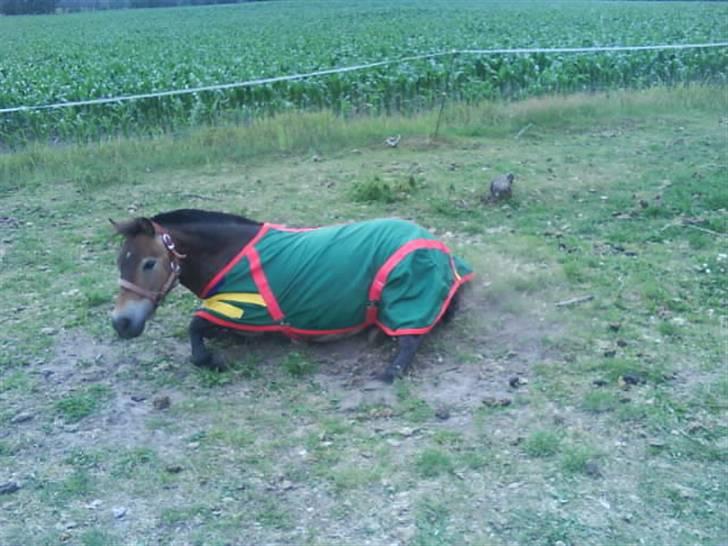 Shetlænder Stensbæk's BELLA billede 5