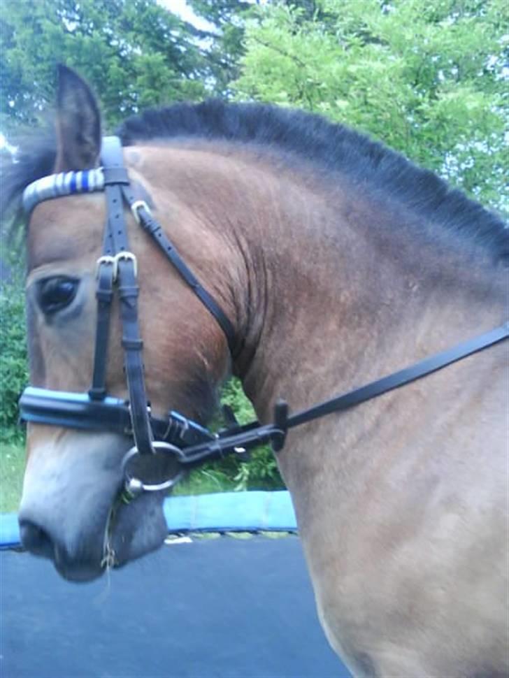 Shetlænder Stensbæk's BELLA billede 6