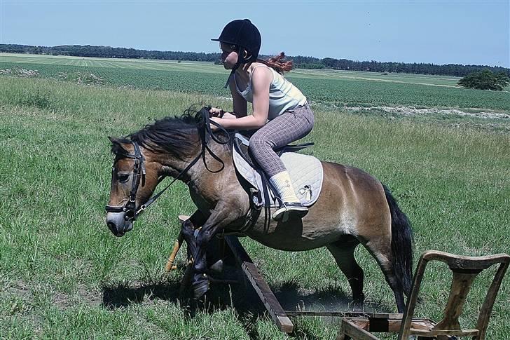 Shetlænder Stensbæk's BELLA billede 7