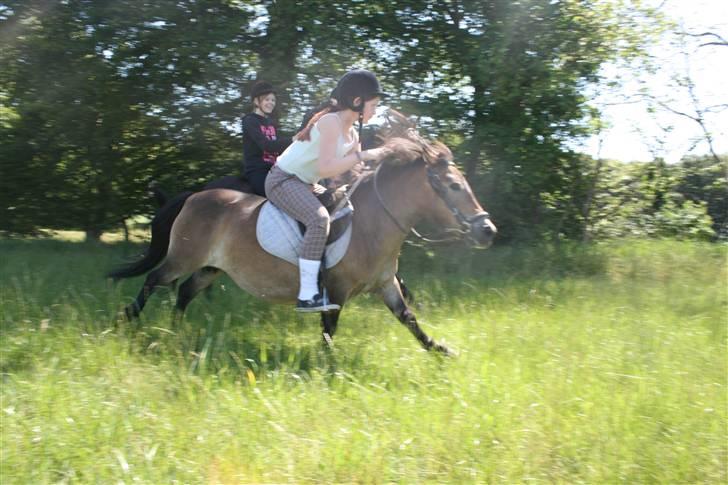 Shetlænder Stensbæk's BELLA billede 8