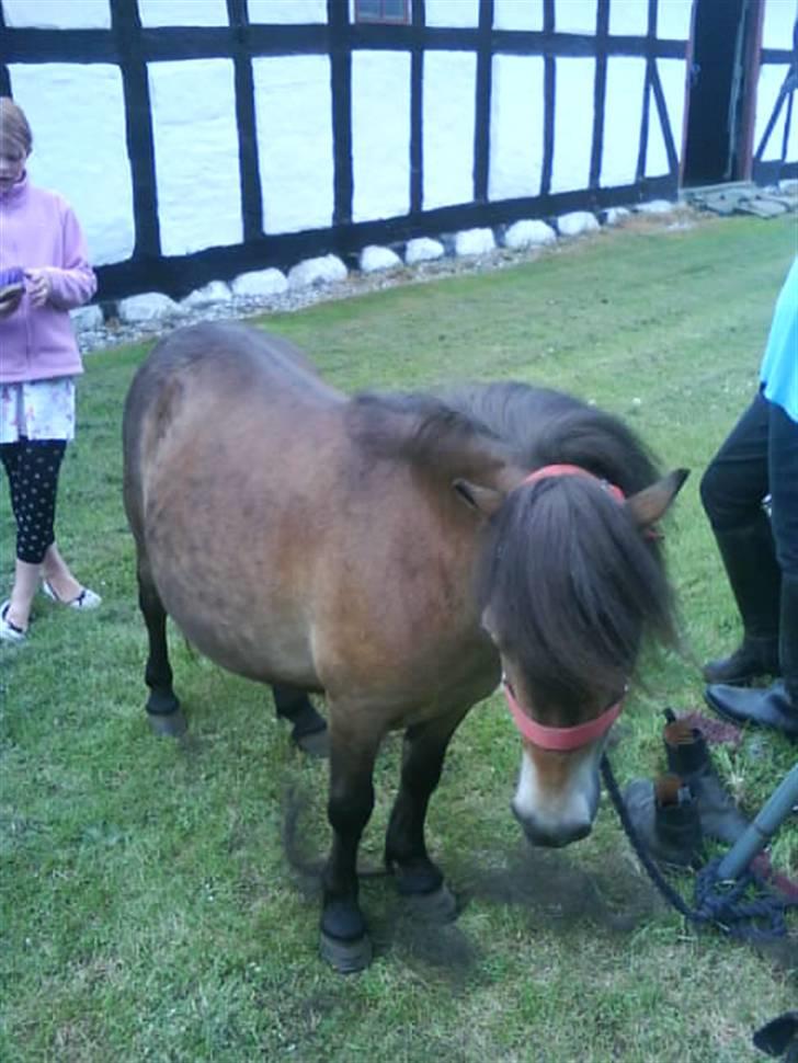 Shetlænder Stensbæk's BELLA billede 10