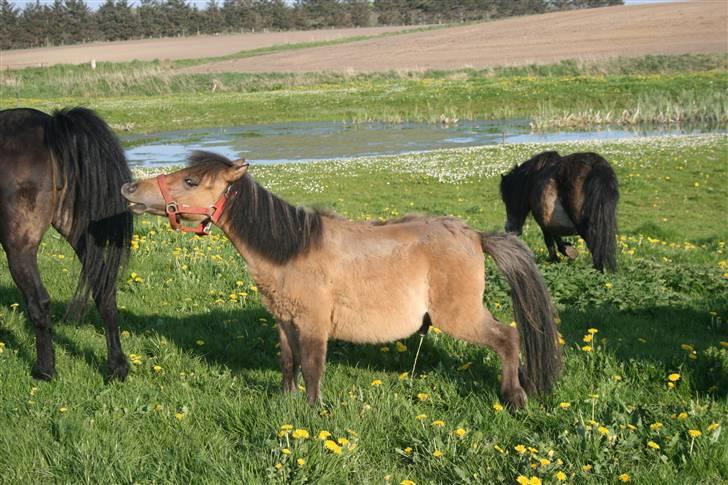 Shetlænder Stensbæk's BOUNTY  billede 1