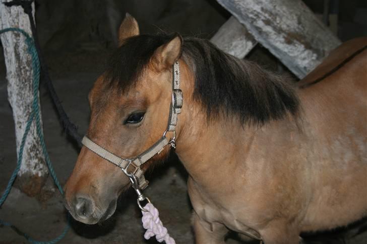 Shetlænder Stensbæk's BOUNTY  billede 2