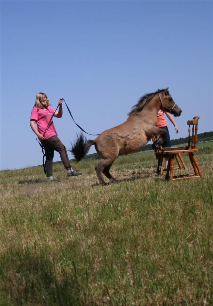 Shetlænder Stensbæk's BOUNTY  billede 3