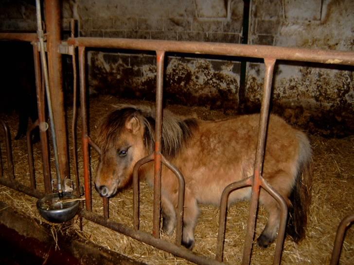 Shetlænder Stensbæk's BOUNTY  billede 4