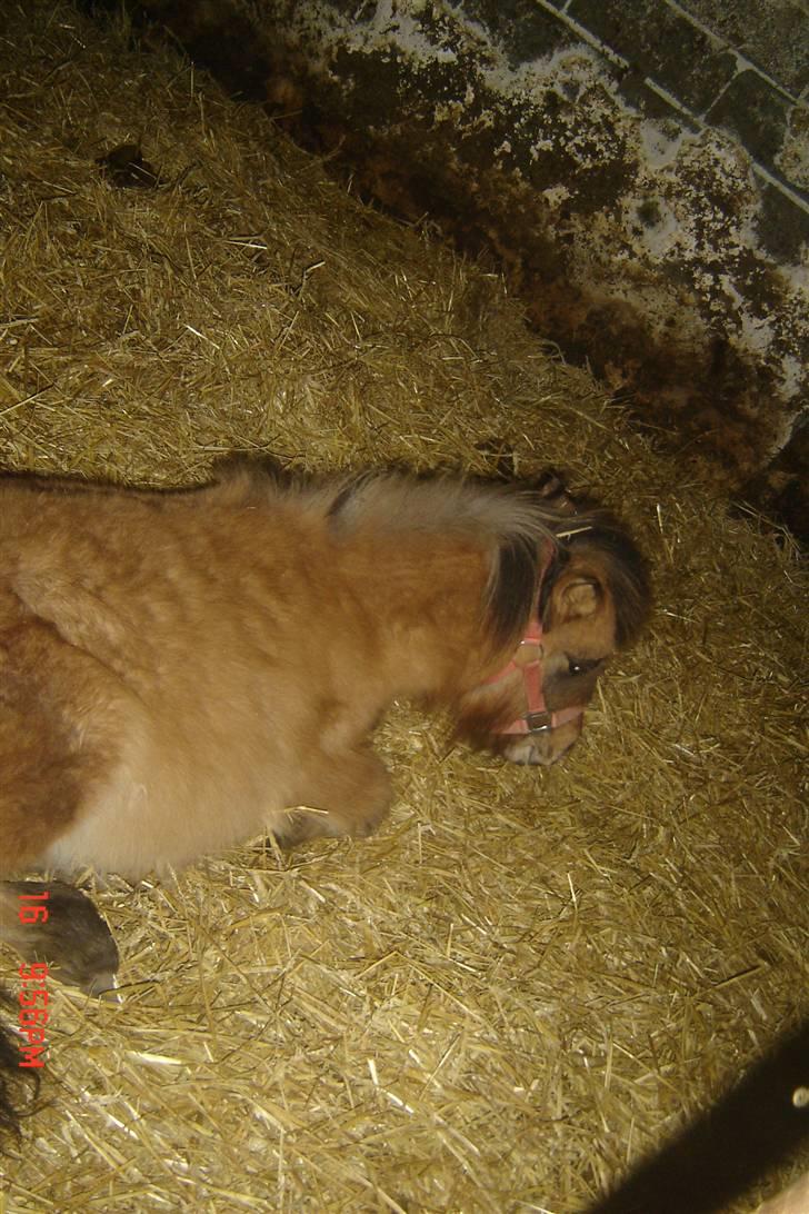 Shetlænder Stensbæk's BOUNTY  billede 6