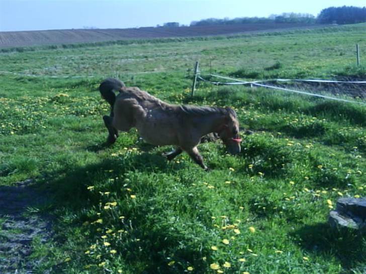 Shetlænder Stensbæk's BOUNTY  billede 7