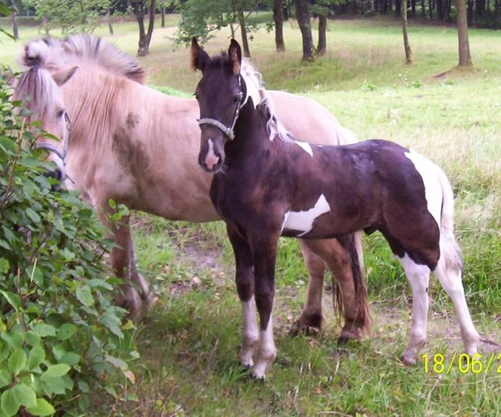 Fjordhest Tothøjlunds Alf - Alf sammen med hans bedste ven Picasso billede 6