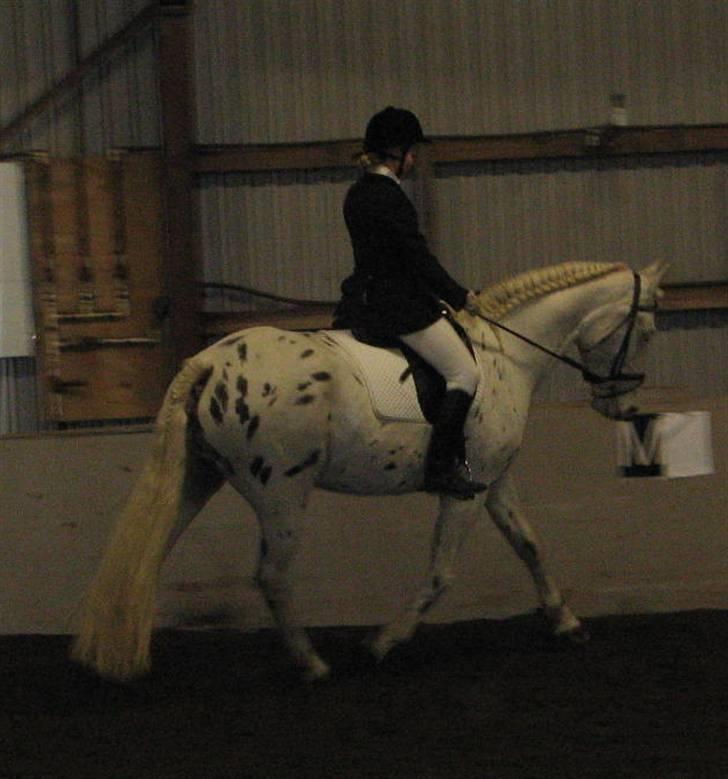 Knabstrupper Chico Dot DK - Det allerførste stævne :-) billede 20