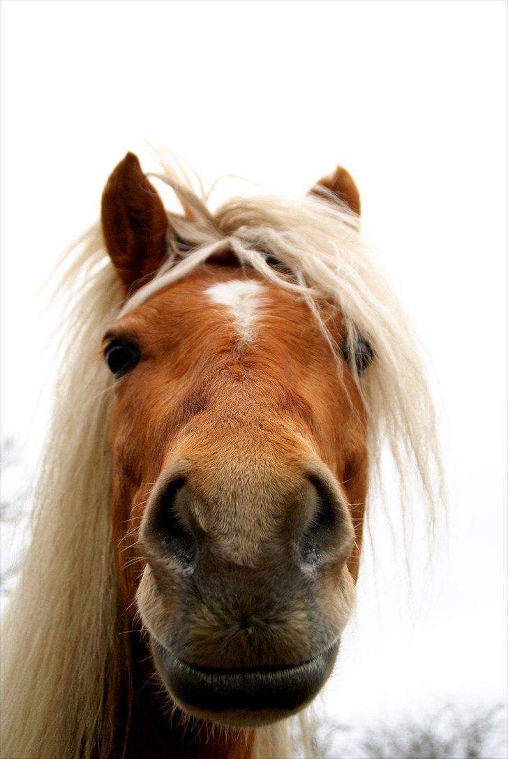 Haflinger Birch's Currin - "man kan vel ikke gøre for at man har charme" ;) <3 forår 2011 billede 10