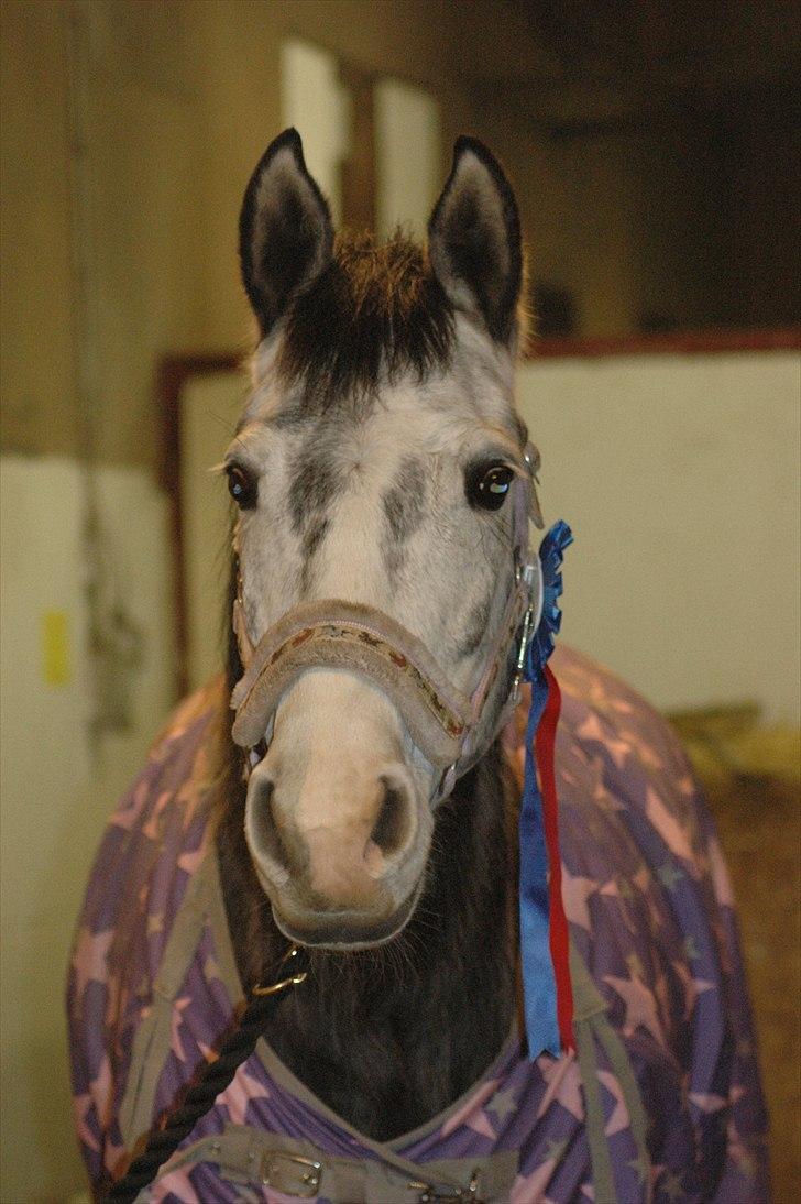 Oldenborg Cassandra *STJERNE* - Efter sløjfedressur på STRK - 6 år - Februar 2011 *Foto: Mig* billede 16