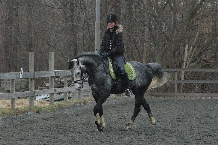 Oldenborg Cassandra *STJERNE* - Dressur - 6 år - April 2011 *Foto: Louise* billede 12