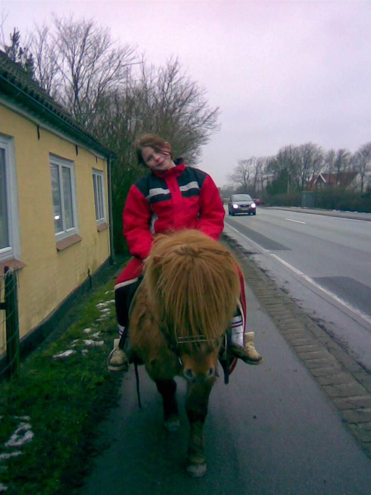 Shetlænder Stensbæk's WEAYN billede 11