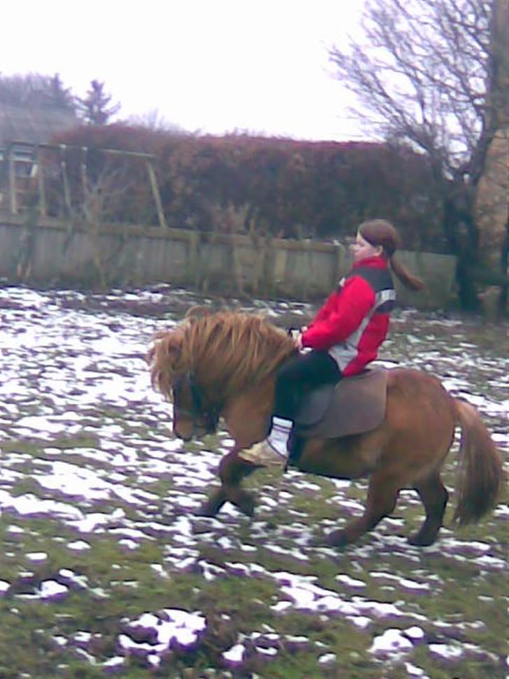 Shetlænder Stensbæk's WEAYN billede 12