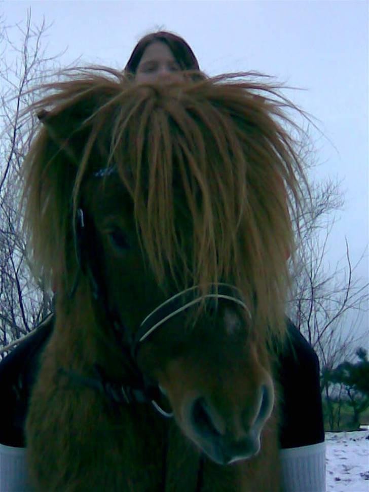 Shetlænder Stensbæk's WEAYN billede 13