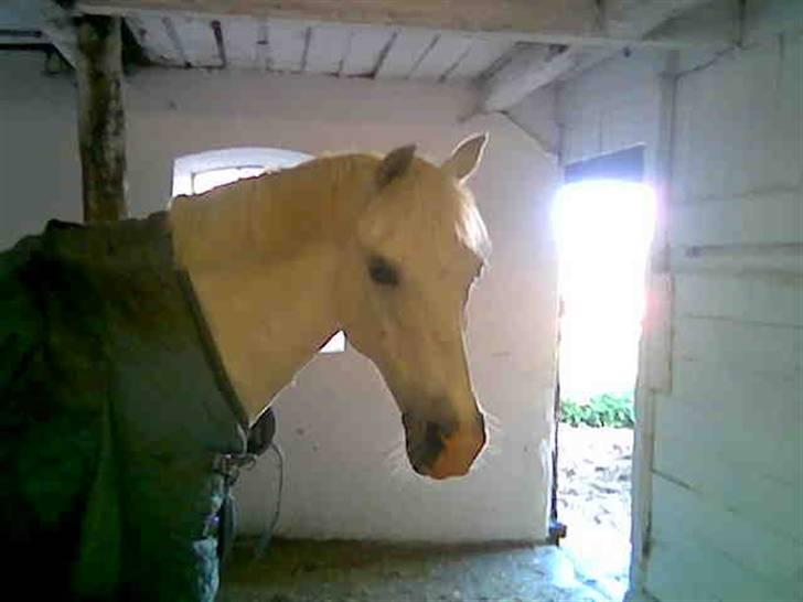 Welsh Pony (sec B) Lyngvejens Bandit R.I.P billede 20