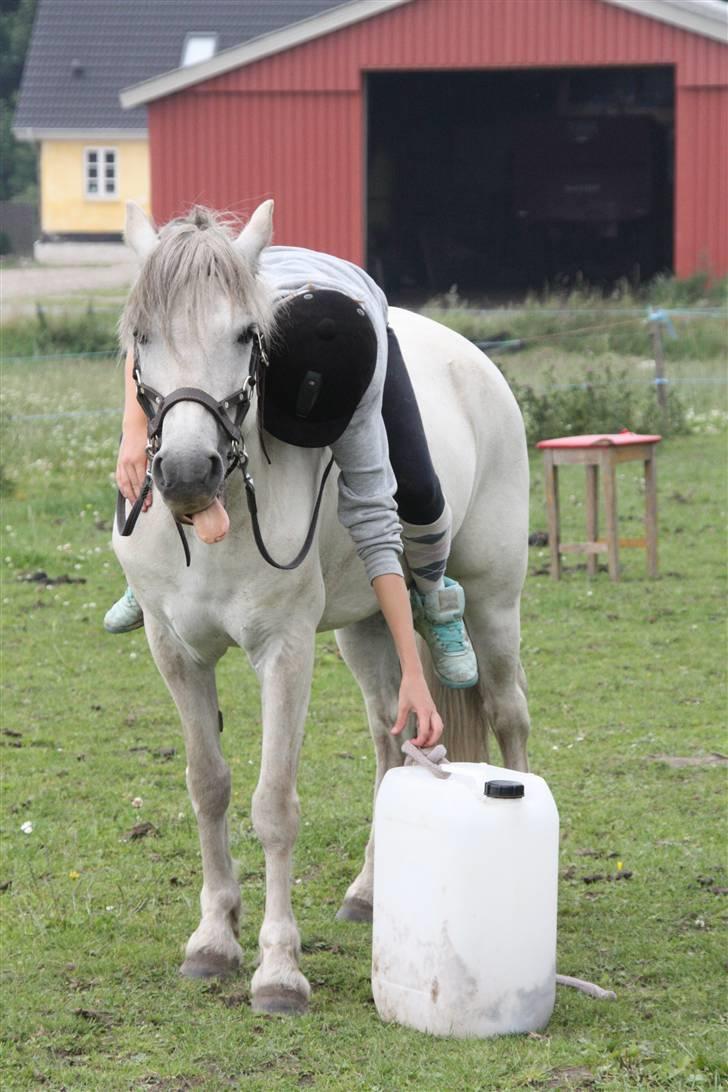 Anden særlig race Nelson - Nelson er tydeligt koncentreret ;) billede tagetaf mig  billede 3
